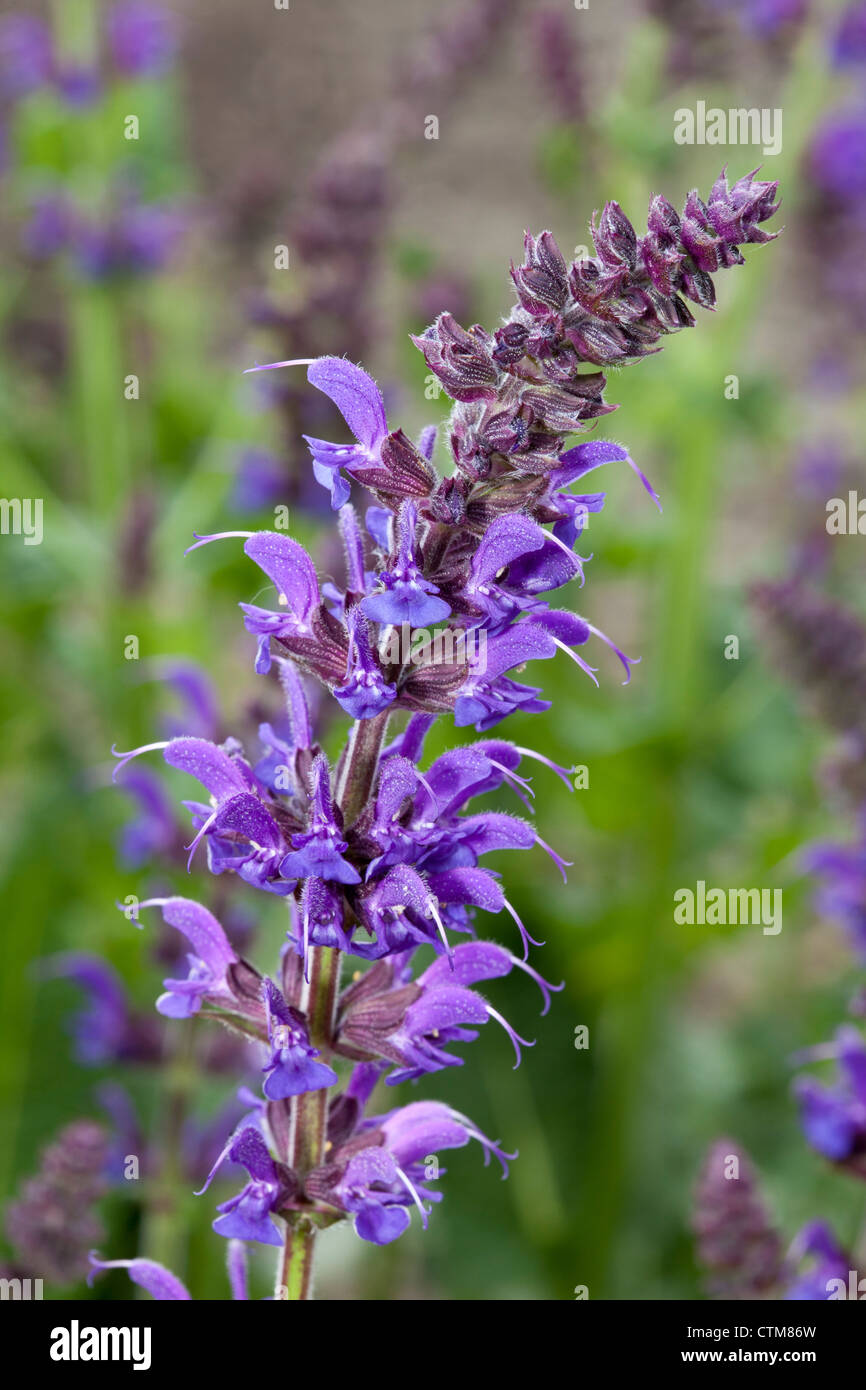 Woodland sage, Ziersalbei, Salvia nemorosa, Mainacht, Lamiaceae Stock