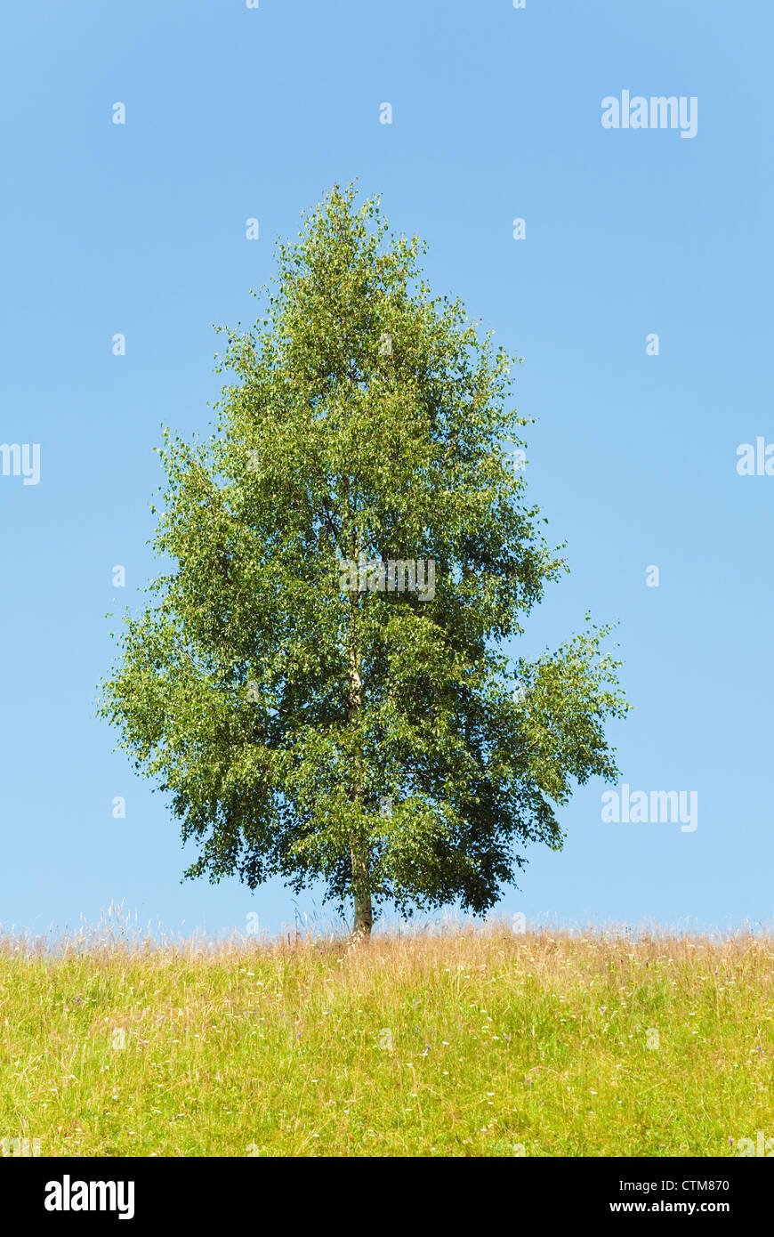 Summer landscape with lonely tree on sky background Stock Photo - Alamy