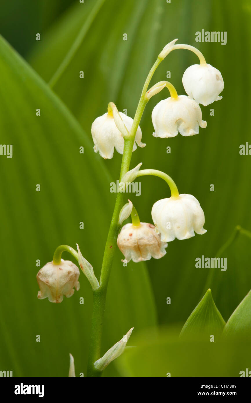 Lily of the valley, Convallaria majalis, Asparagaceae, Stock Photo
