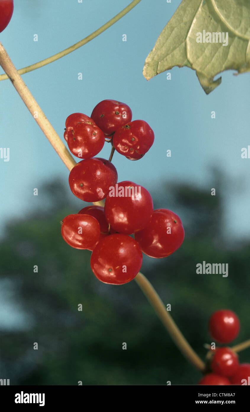 Black bryony leaves hi-res stock photography and images - Alamy