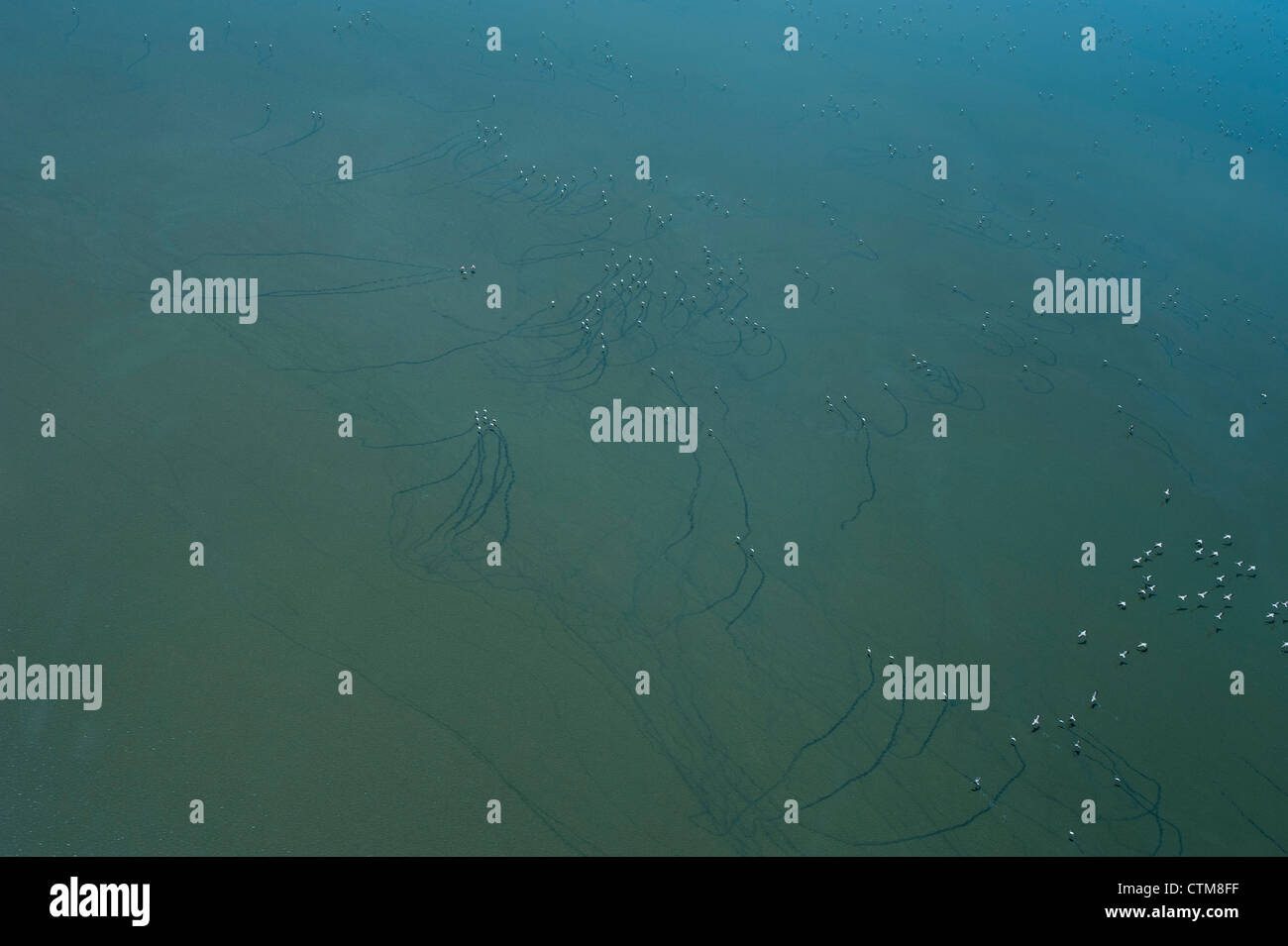 Aerial view of flamingoes on Lake Magadi, Kenya Stock Photo