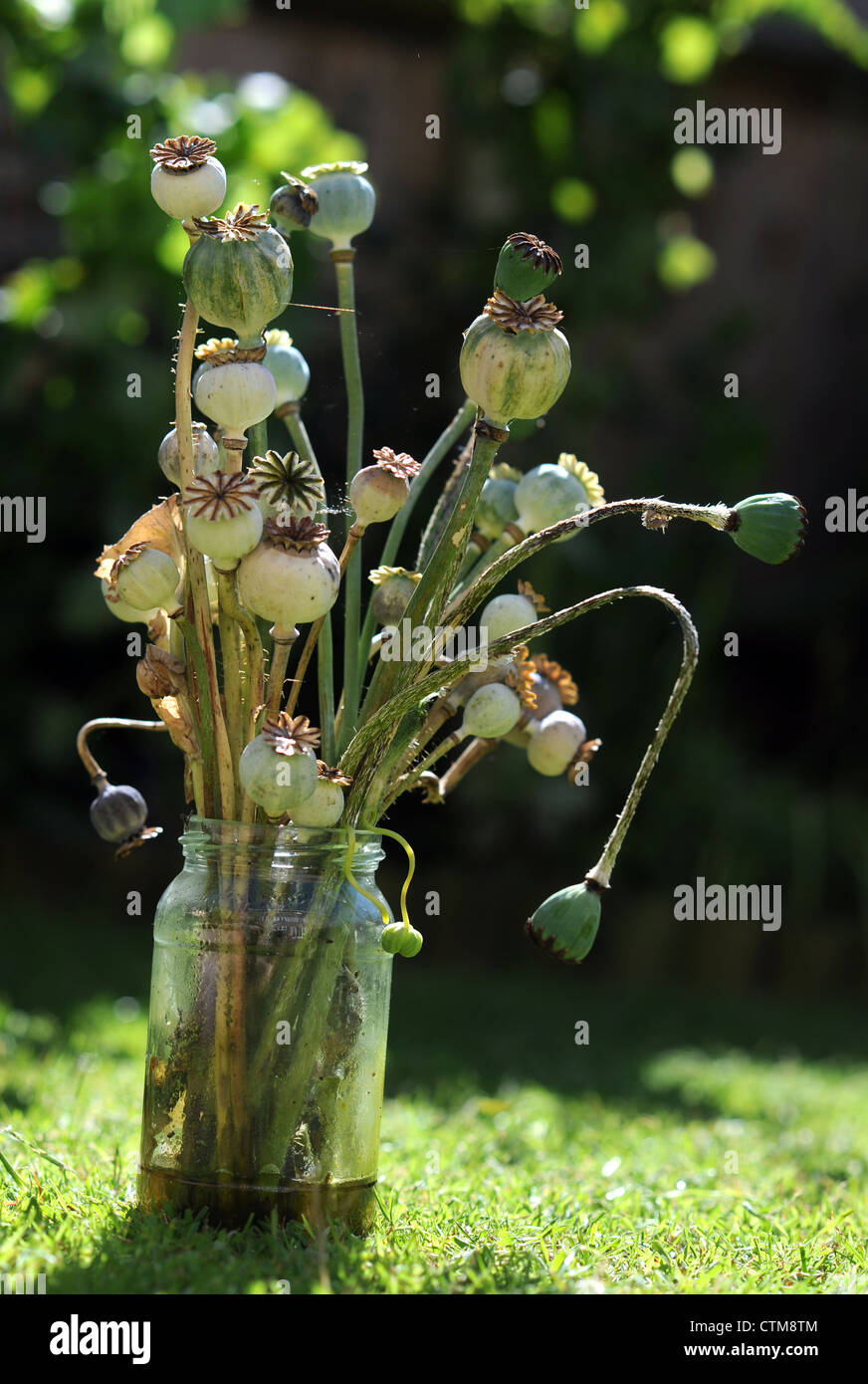 Poppy flower seed pod heads in a jar with water outdoors still life Stock Photo
