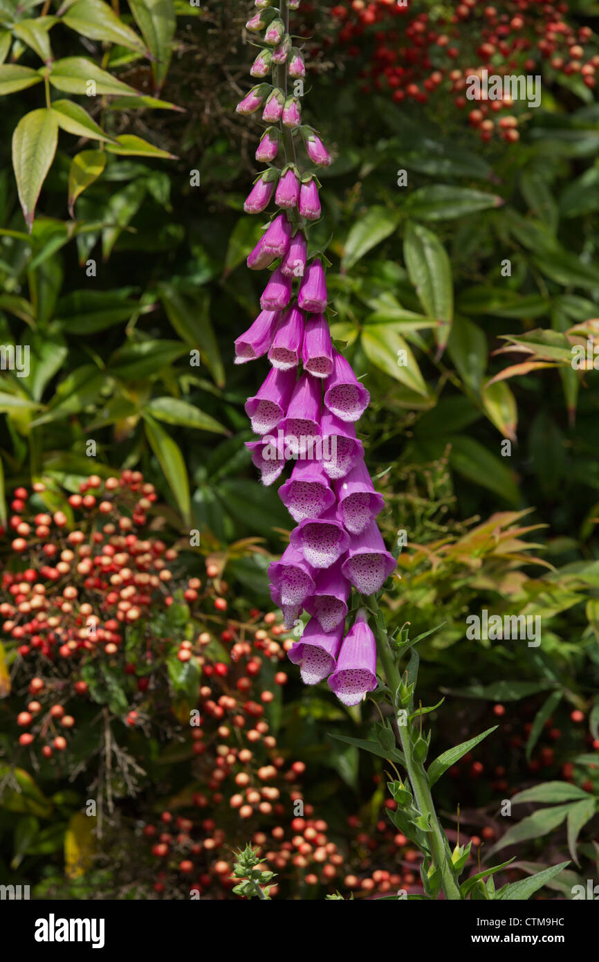 Foxglove plants hi-res stock photography and images - Alamy