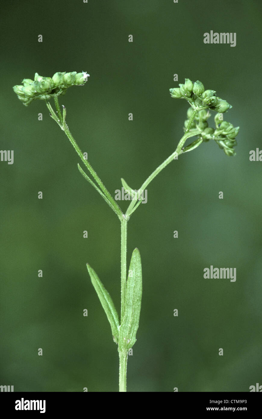 BROAD-FRUITED CORNSALAD Valerianella rimosa (Valerianaceae) Stock Photo