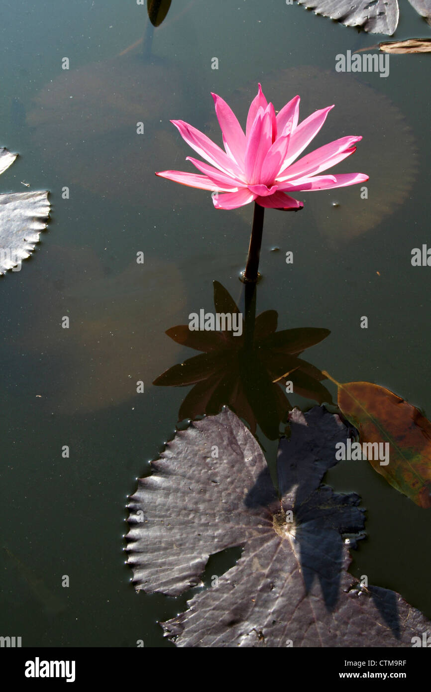 Pink lotus in bloom in a pond Stock Photo