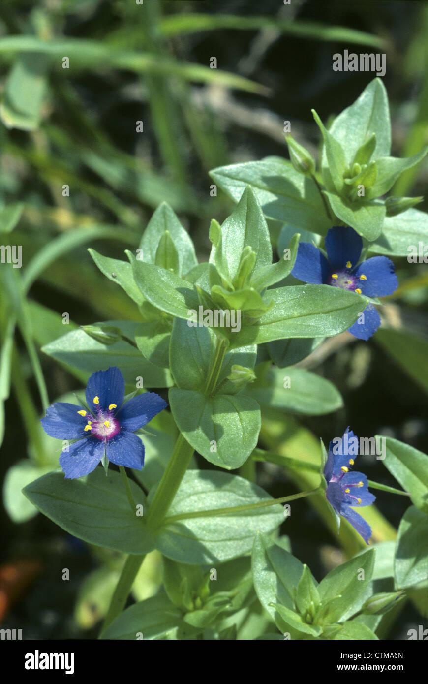 Blue Pimpernel Anagallis arvensis foemina (Primulaceae) Stock Photo
