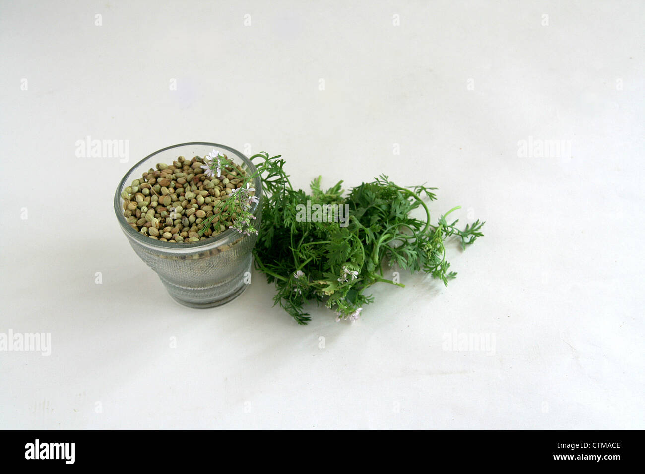 Coriander leaves and seeds Stock Photo Alamy