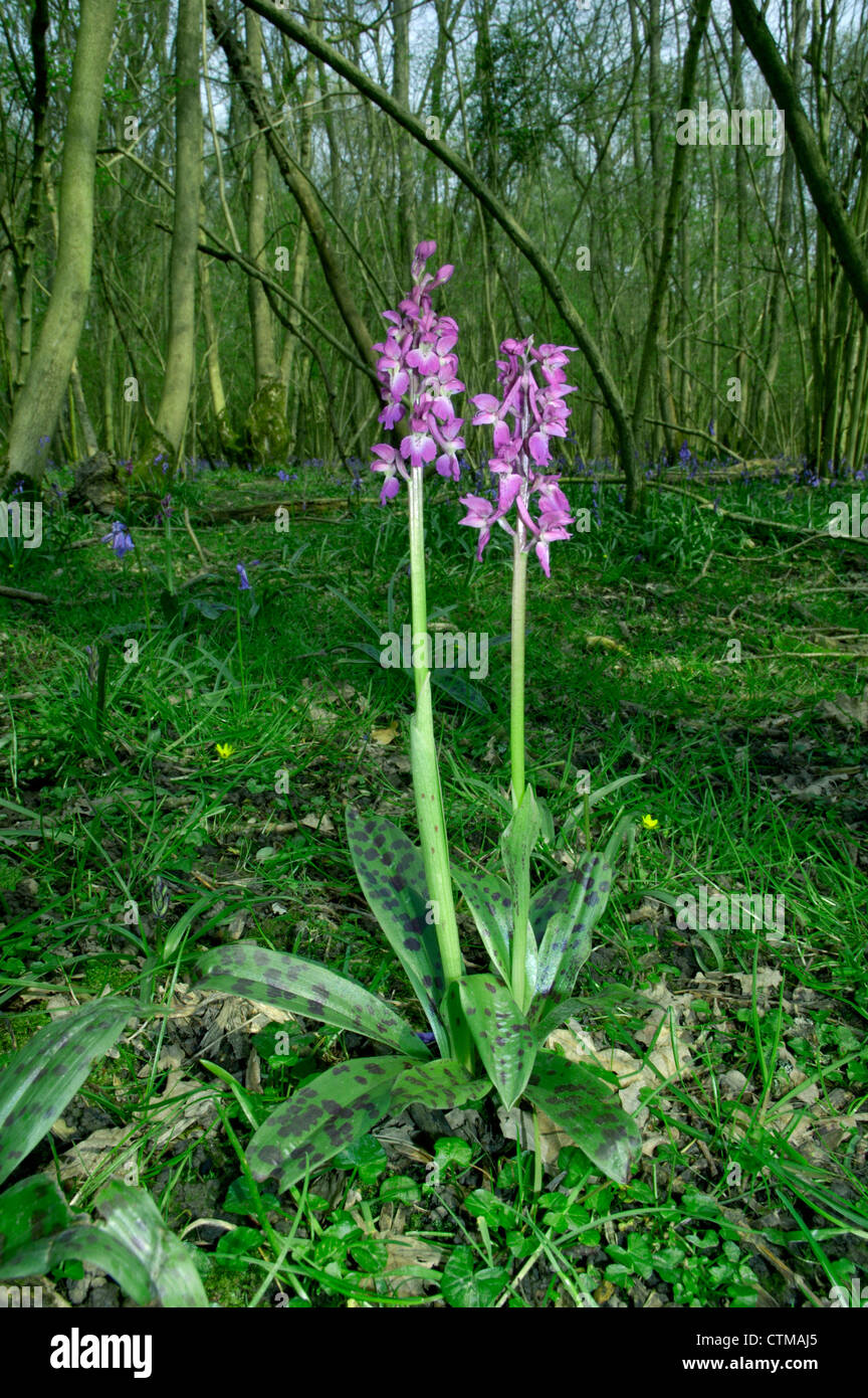EARLY PURPLE ORCHID Orchis mascula (Orchidaceae) Stock Photo