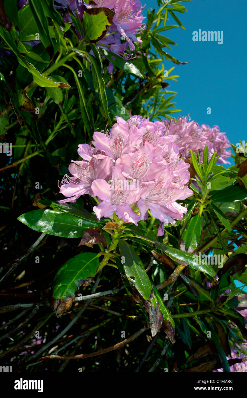 Rhododendron ericaceae hi-res stock photography and images - Alamy