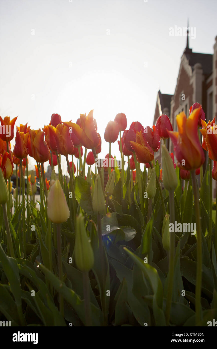 Backlit Tulips in Holland, Michigan during Tulip Time Stock Photo Alamy