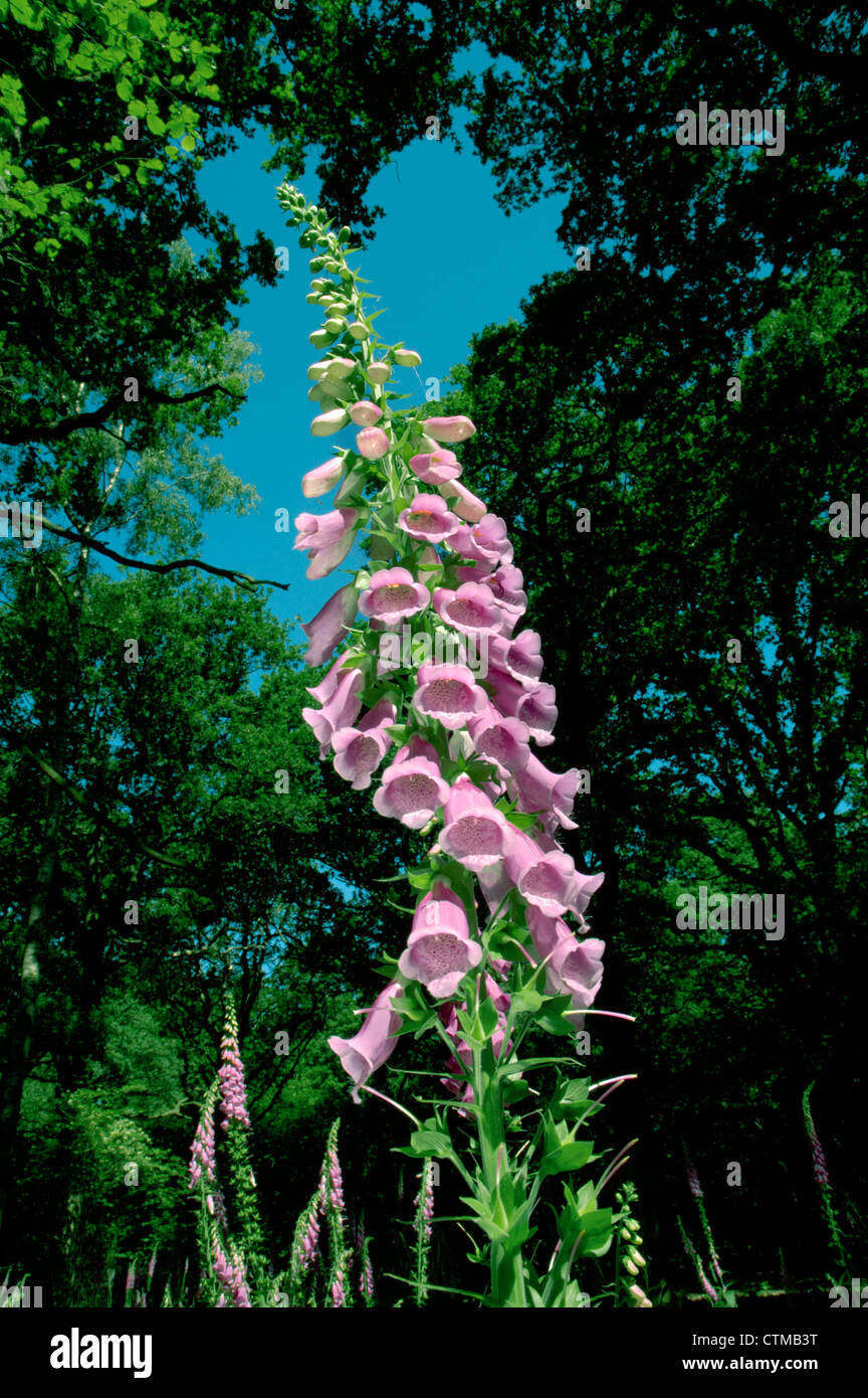 Digitalis purpurea leaves hires stock photography and images Alamy
