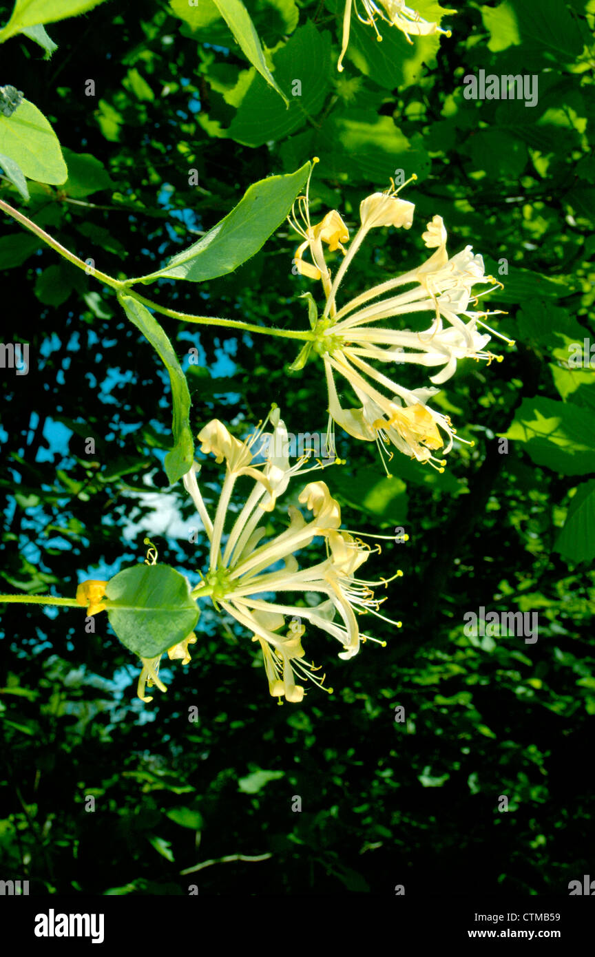 HONEYSUCKLE Lonicera periclymenum (Caprifoliaceae) Stock Photo