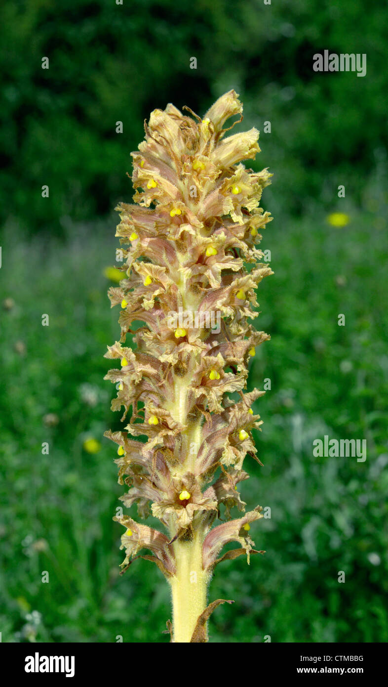 KNAPWEED BROOMRAPE Orobanche elatior (Orobanchaceae) Stock Photo