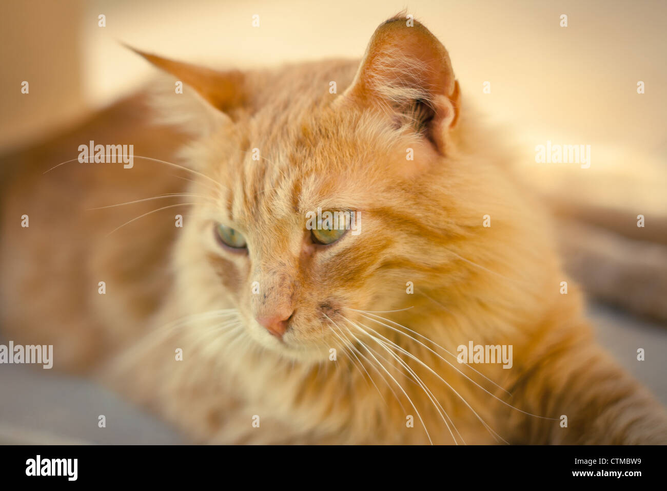 Golden tabby cat hires stock photography and images Alamy