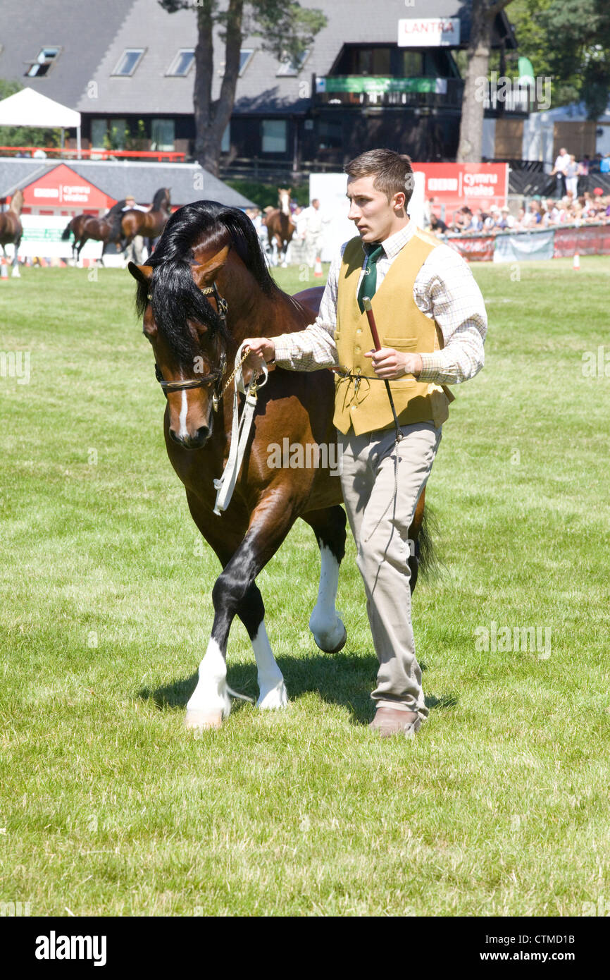 Trotting Stallion at a show in Wales Equus ferus caballus Stock Photo