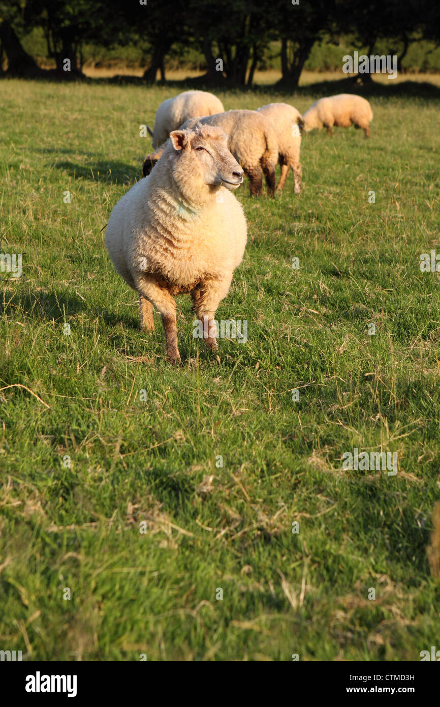Sheep on the Mendip Hills Somerset England UK Stock Photo