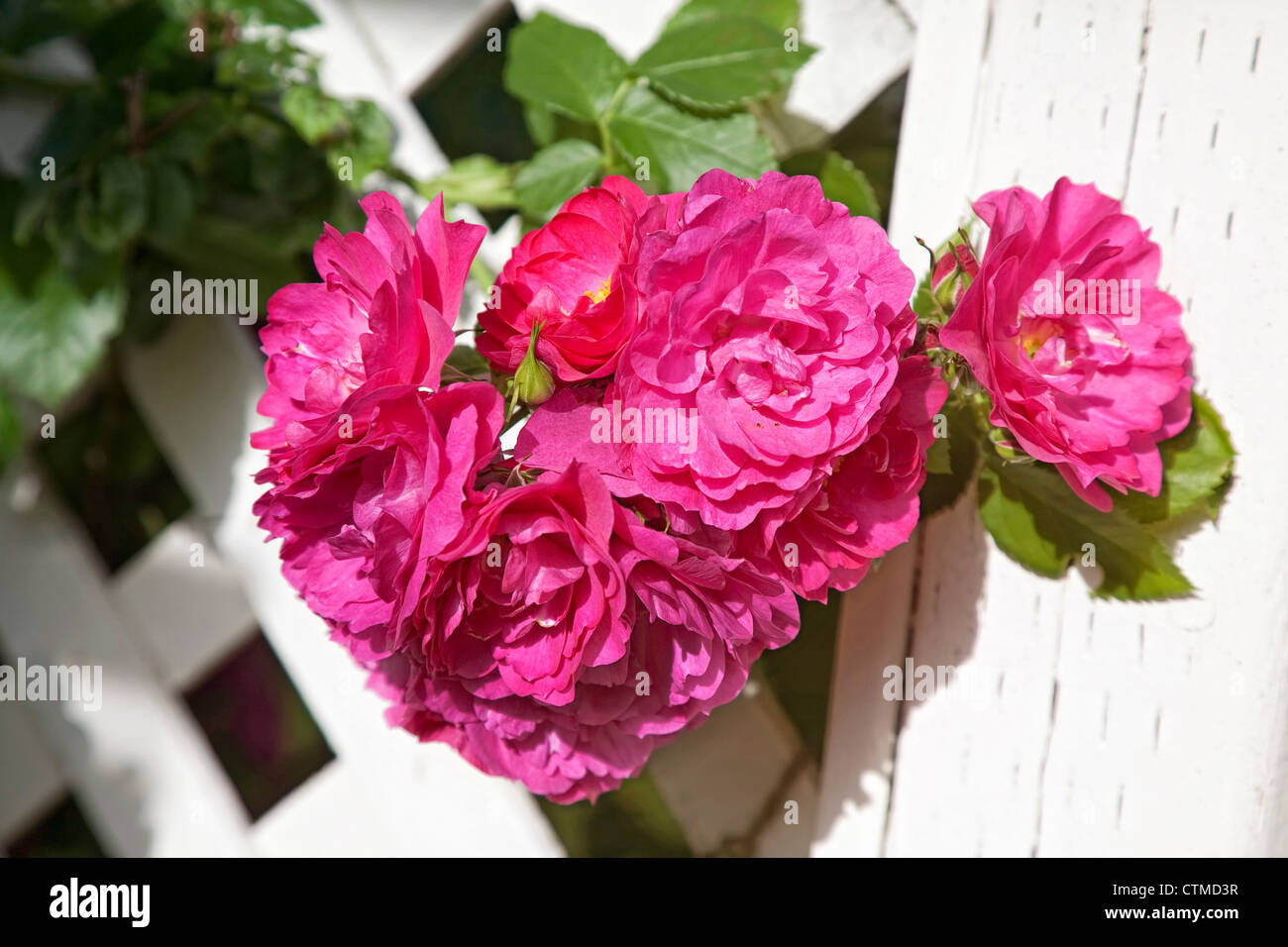 Old fashioned type Rugosa rose 'John Cabot' growing in the home garden on a wooden arbor. Stock Photo