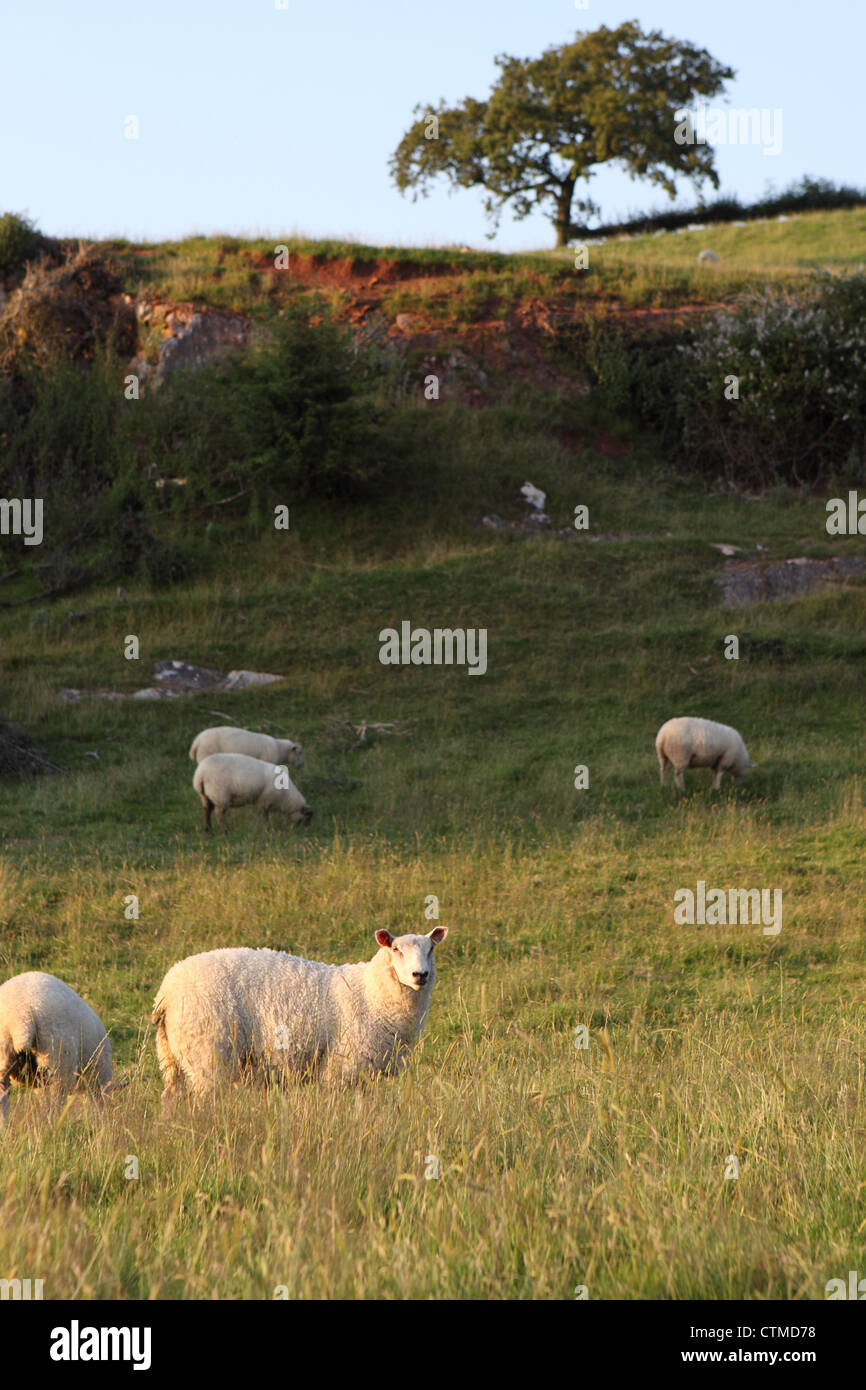 Sheep on the Mendip Hills Somerset England UK Stock Photo
