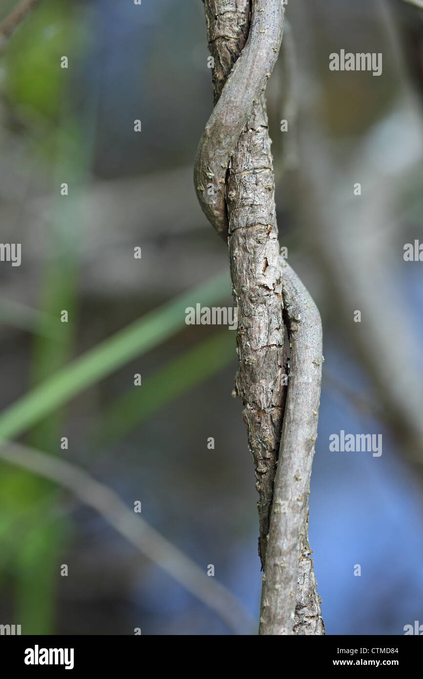 Silk-vine (Periploca graeca) Stock Photo