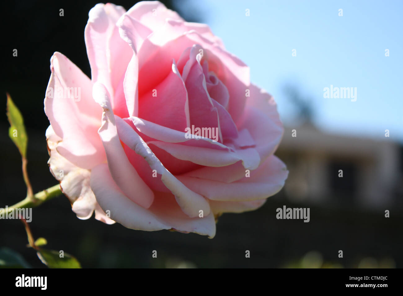 Light pinky rose High Resolution Stock Photography and Images - Alamy