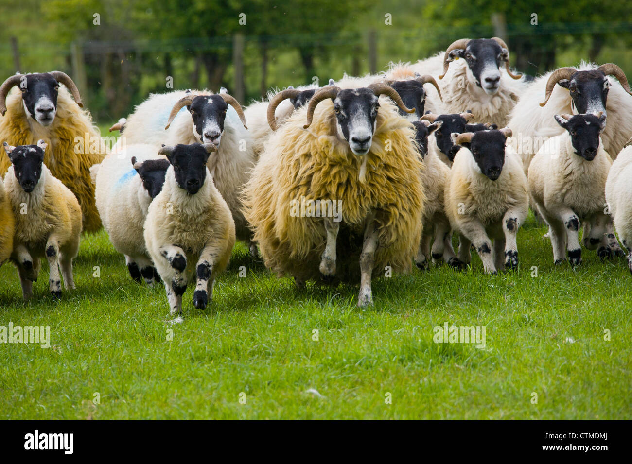 Black Faced Mountain Sheep Stock Photo