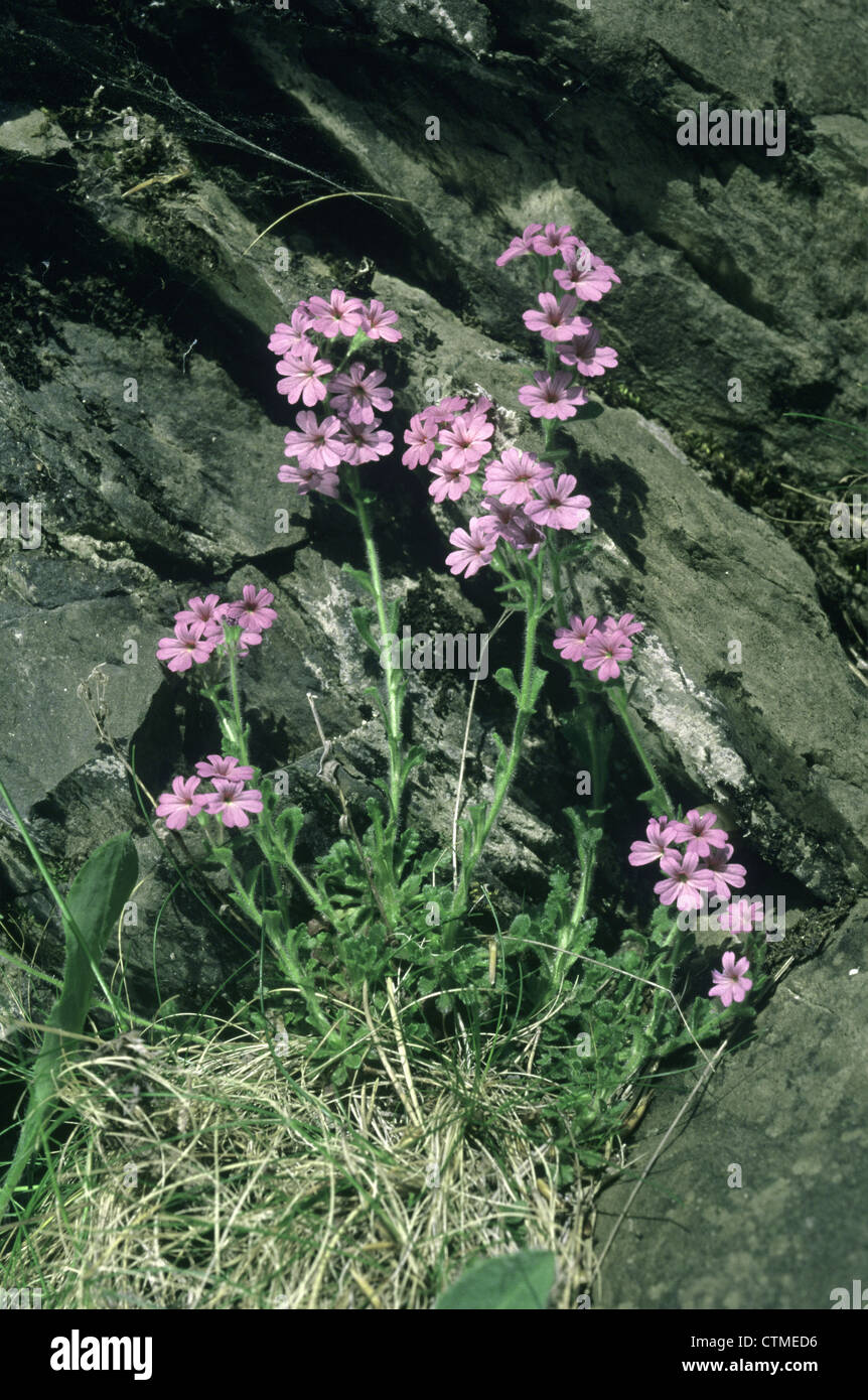 FAIRY FOXGLOVE Erinus alpinus (Scrophulariaceae) Stock Photo