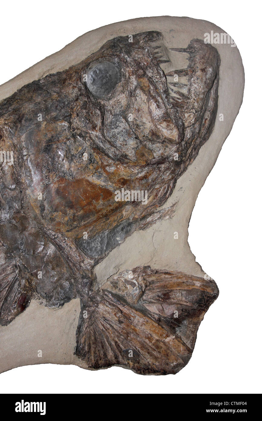 Fossil Of Cladocyclus gardineri An Extinct Predatory Fish Araripe Basin, Brazil Stock Photo