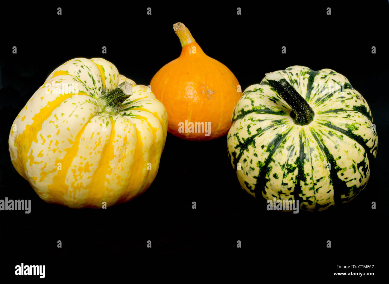 Winter squash gourds studio shot with a black background Stock Photo