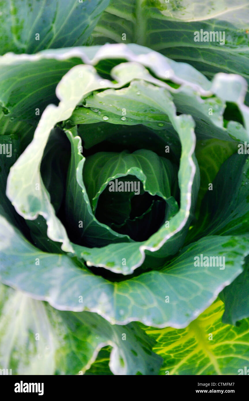 Head of fresh cabbage with a lot of leaves Stock Photo