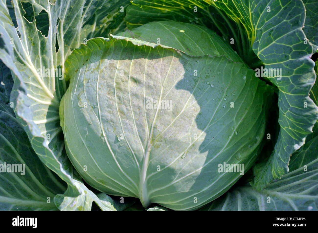Head of fresh cabbage with a lot of leaves Stock Photo