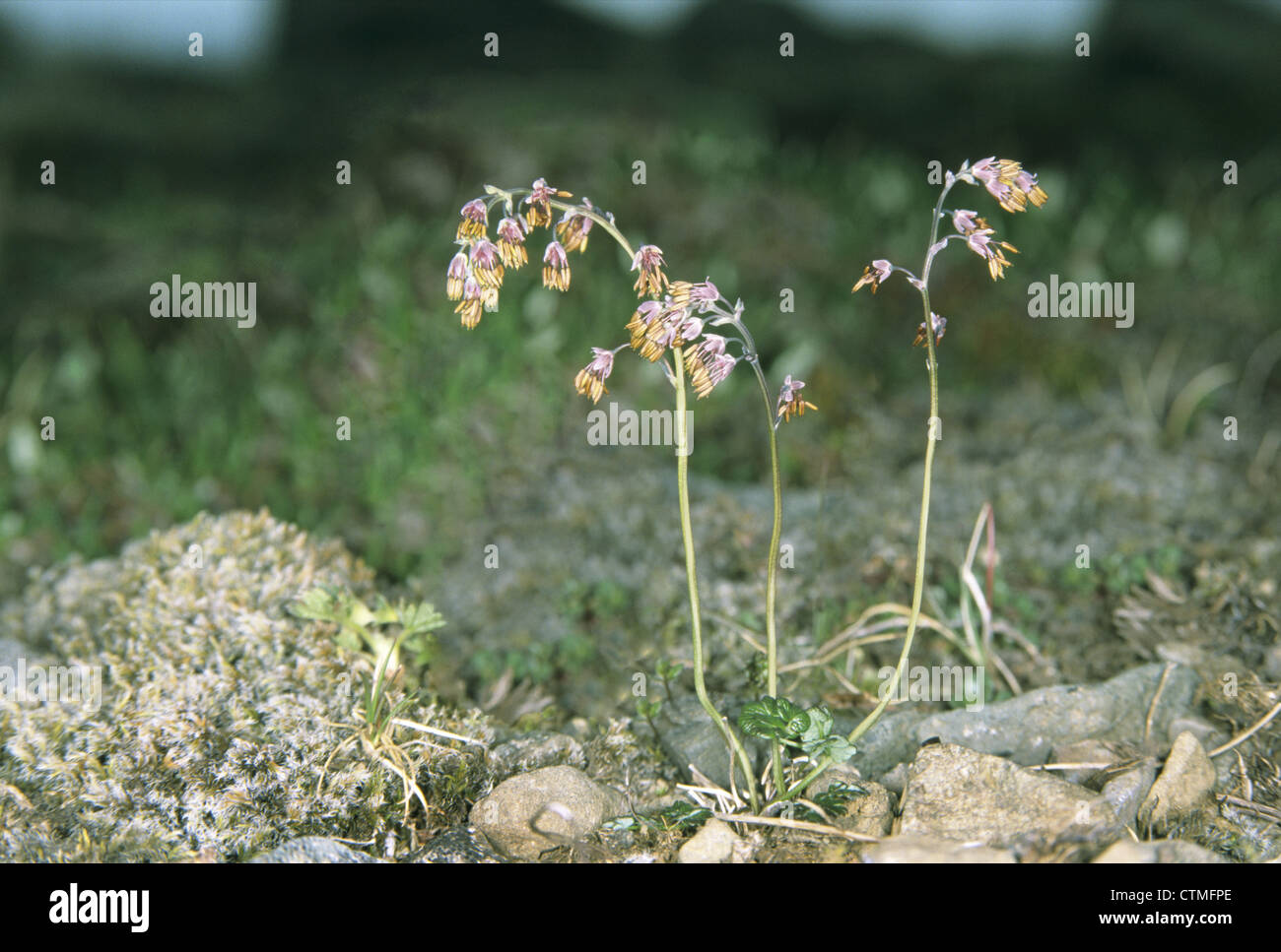 ALPINE MEADOW-RUE Thalictrum alpinum (Ranunculaceae) Stock Photo