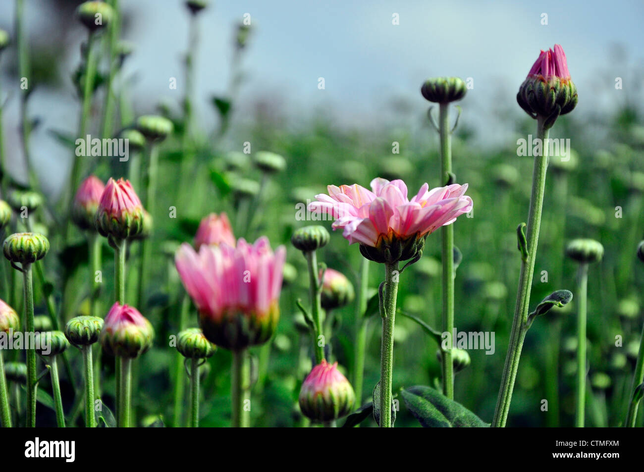 bud chrysanthemum background Stock Photo