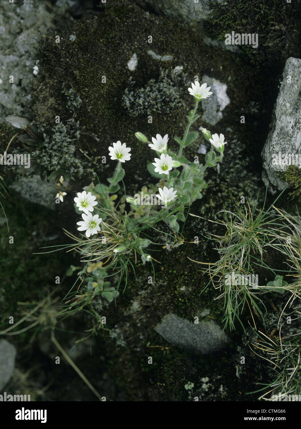 ALPINE MOUSE-EAR Cerastium alpinum (Caryophyllaceae) Stock Photo