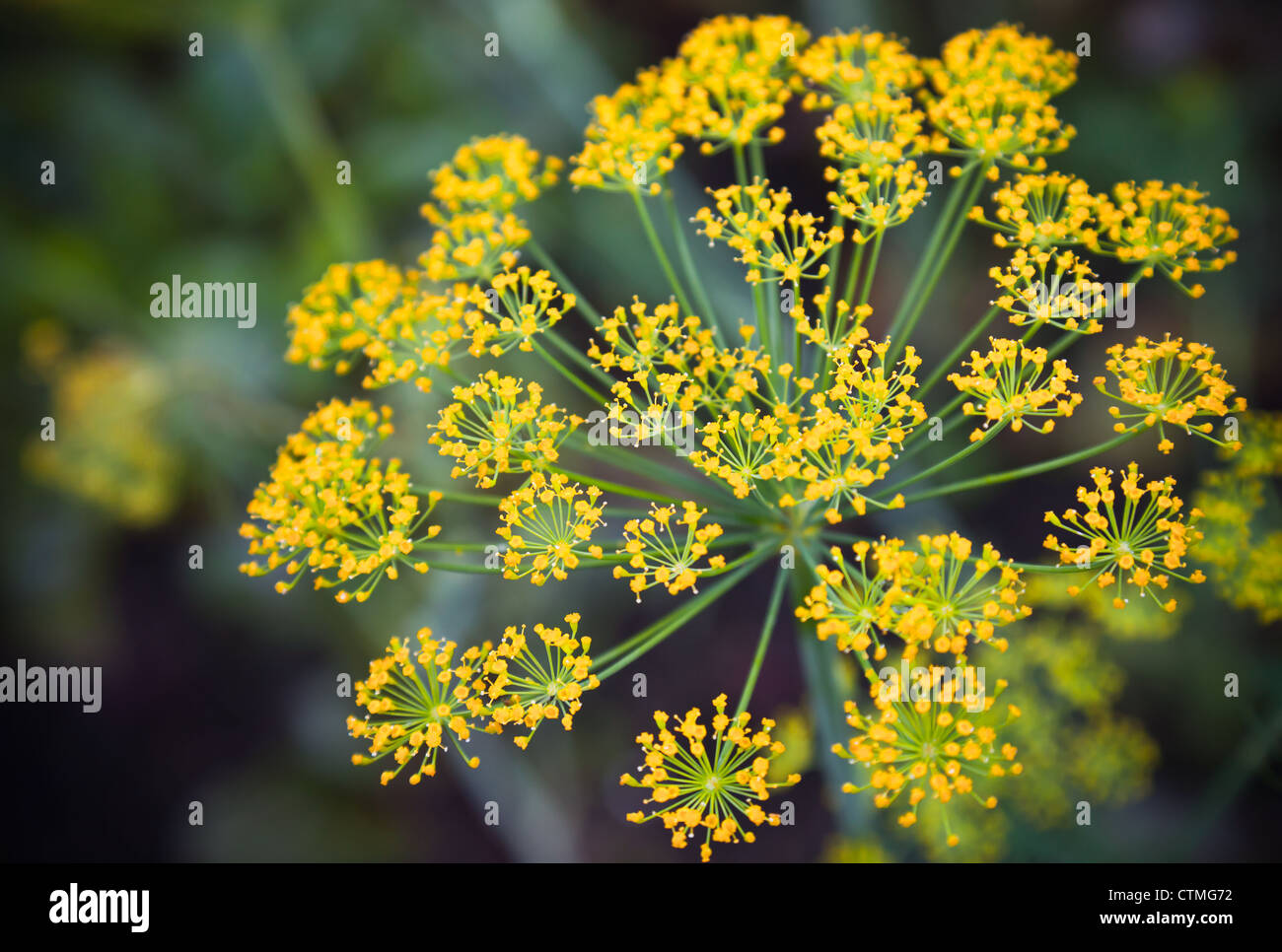 Close-up photo with shallow Depth of field of yellow dill flower umbels Stock Photo