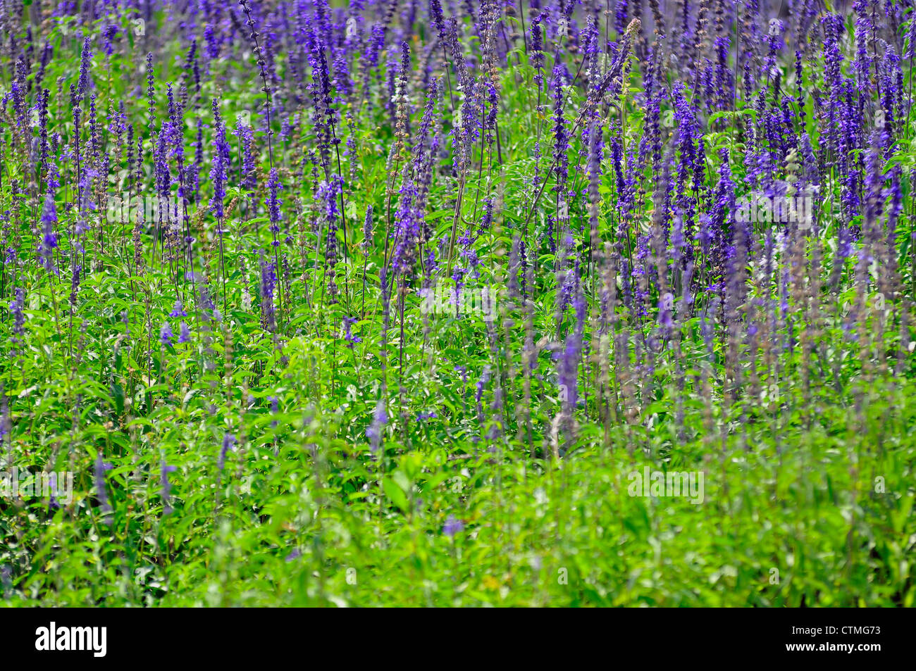 Fields of lavender background Stock Photo