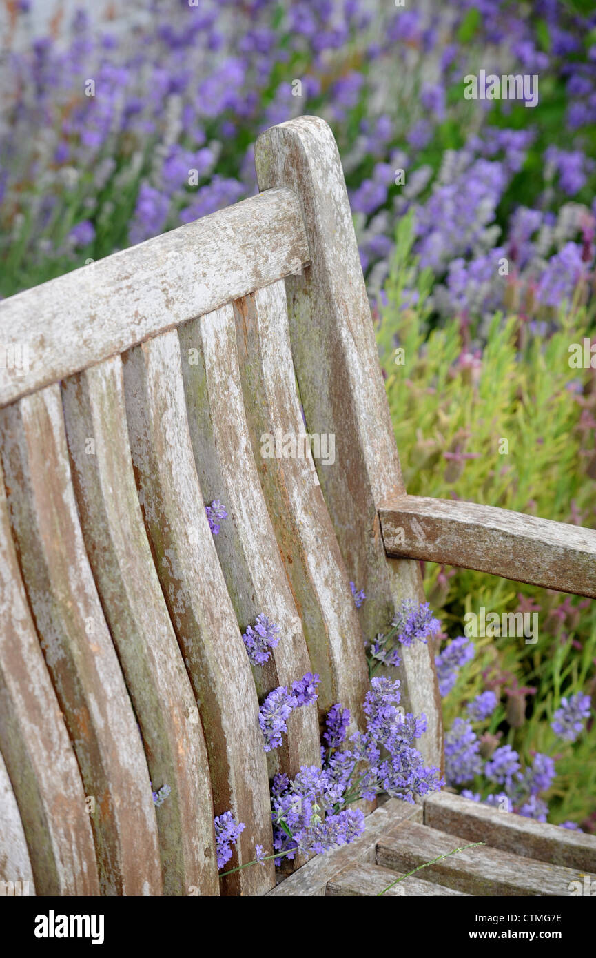 A garden bench surrounded by lavender in an English garden UK Stock Photo