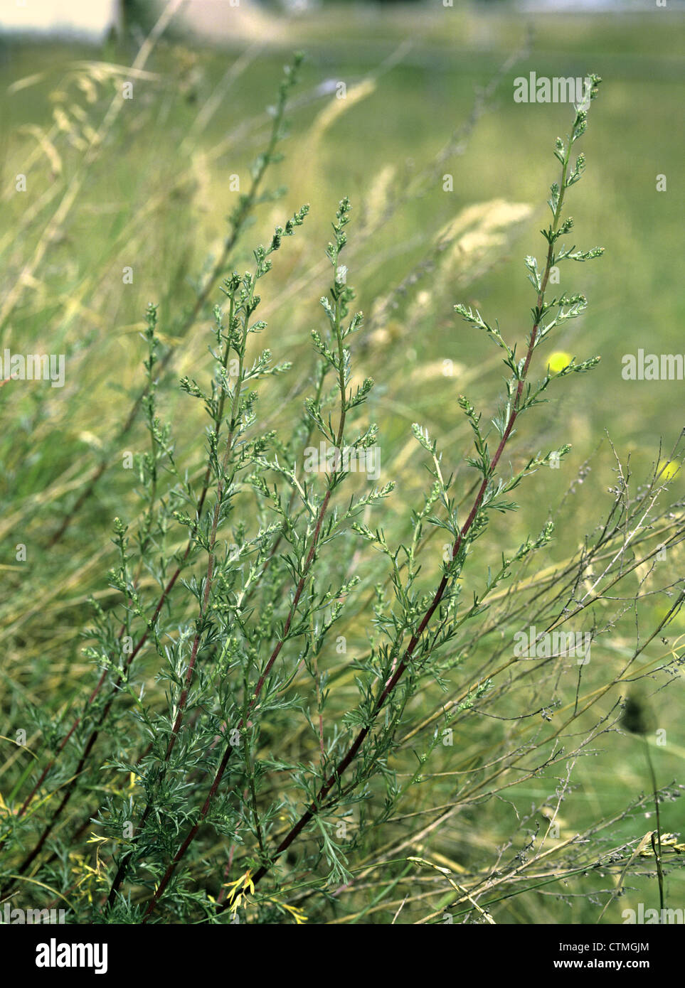 FIELD WORMWOOD Artemisia campestris Stock Photo