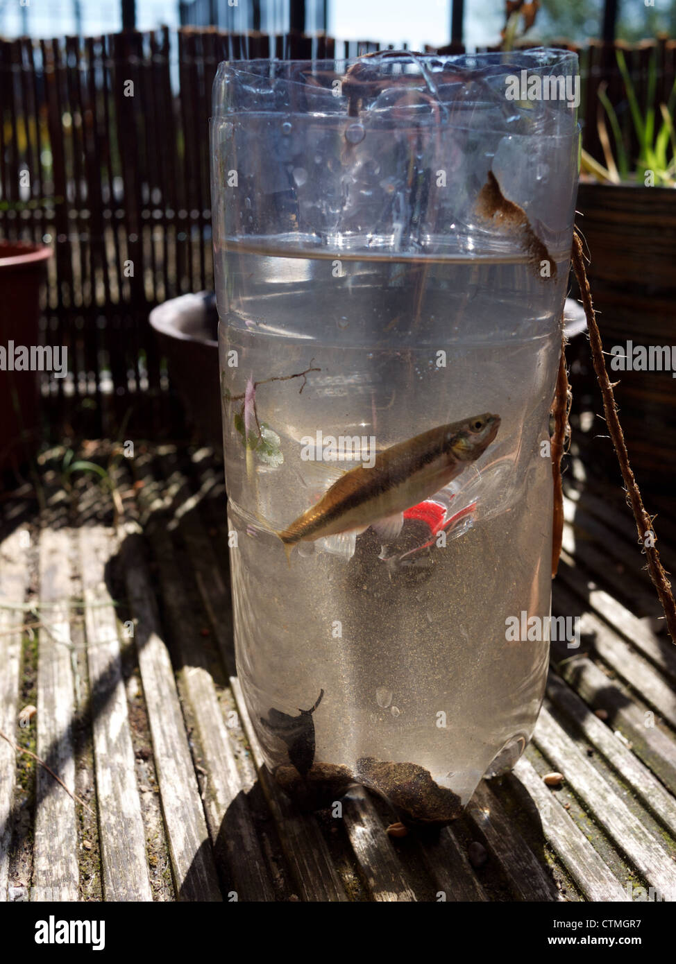 Fish caught in a simple bottle trap Stock Photo - Alamy