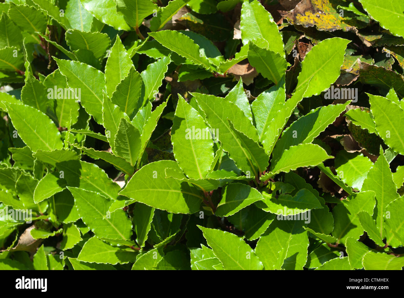 Close up of bay leaves growing on a bay leaf tree Stock Photo Alamy