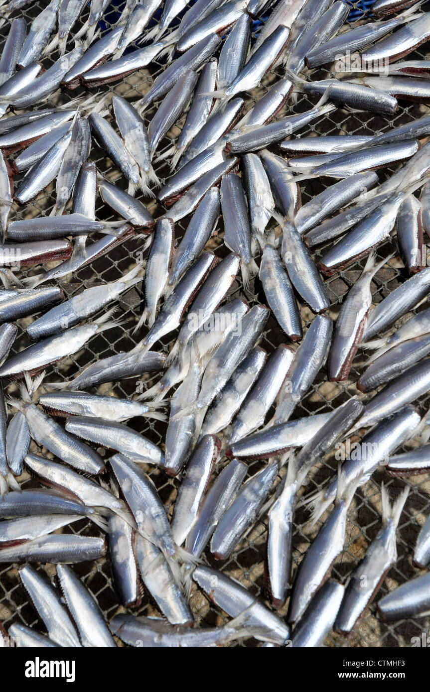 Dried rainbow sardine hires stock photography and images Alamy