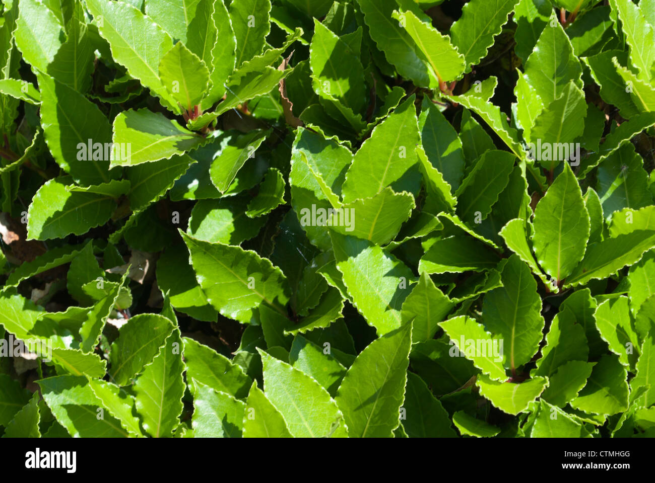 image of bay leaf tree