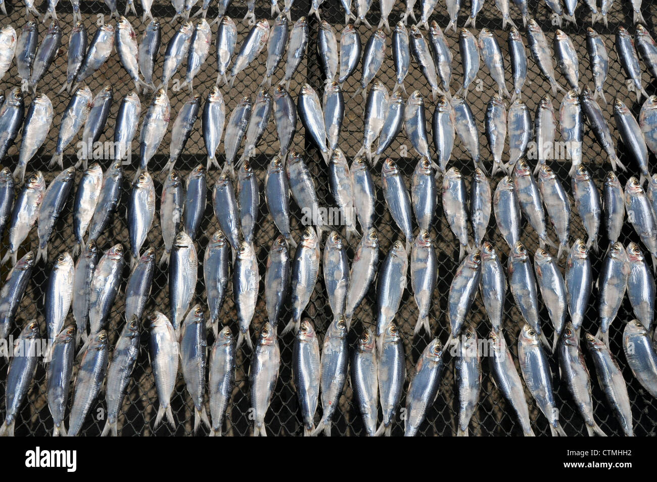 Thailand dried fish hires stock photography and images Alamy