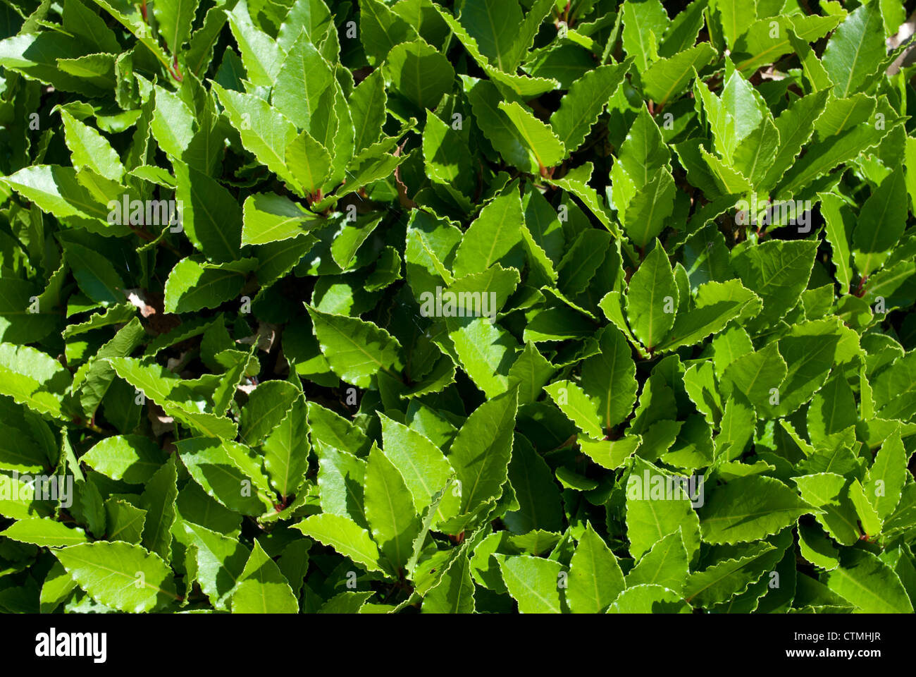 Close up of bay leaves growing on a bay leaf tree Stock Photo Alamy
