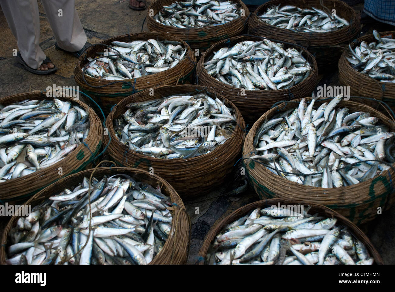 Baskets full of Sardines Malad Wholesale Fish Market Stock Photo Alamy