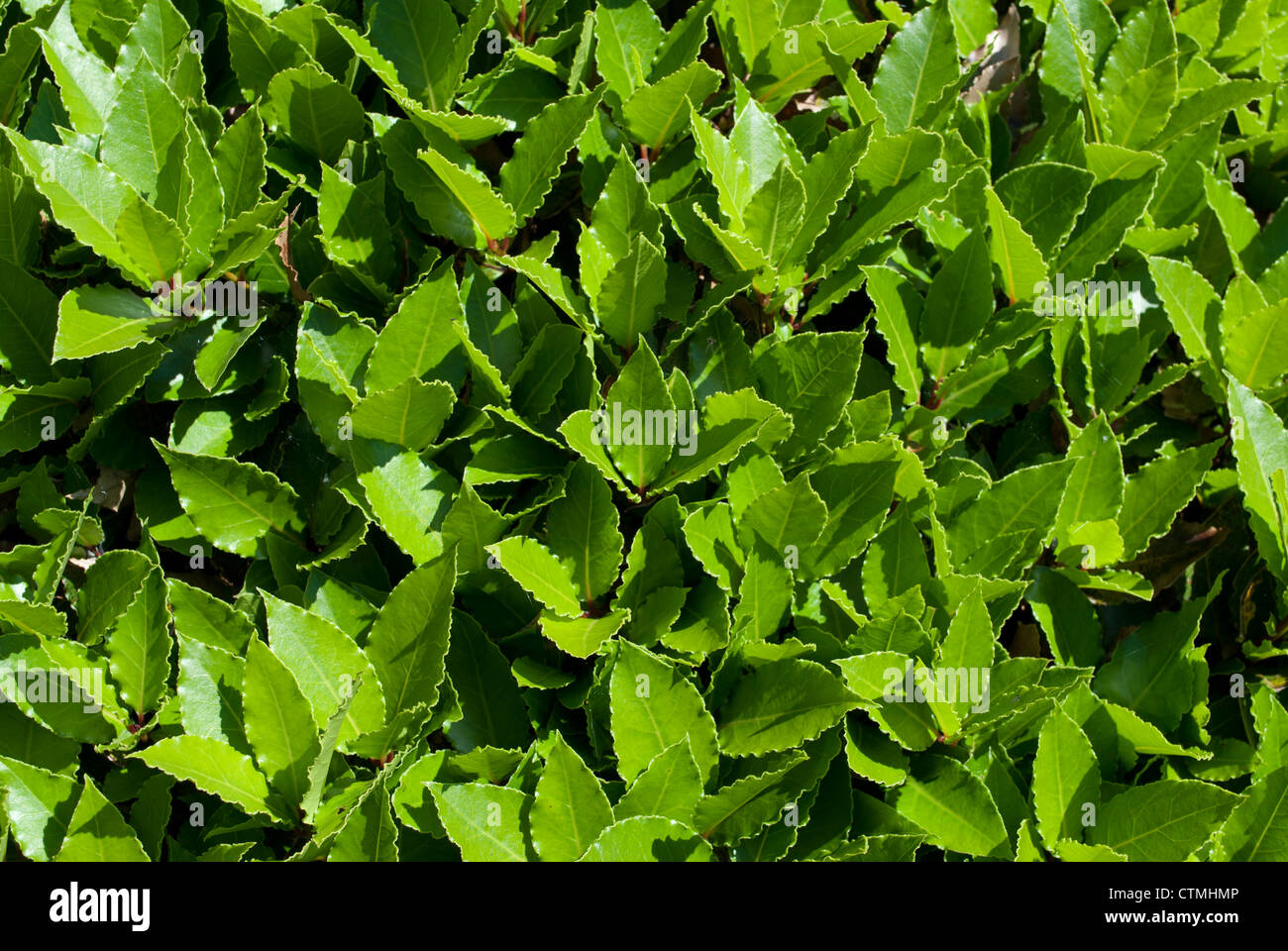 Close up of bay leaves growing on a bay leaf tree Stock Photo Alamy