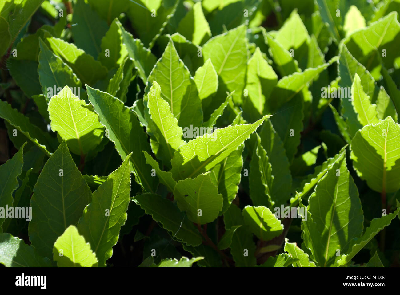 Close up of bay leaves growing on a bay leaf tree Stock Photo Alamy