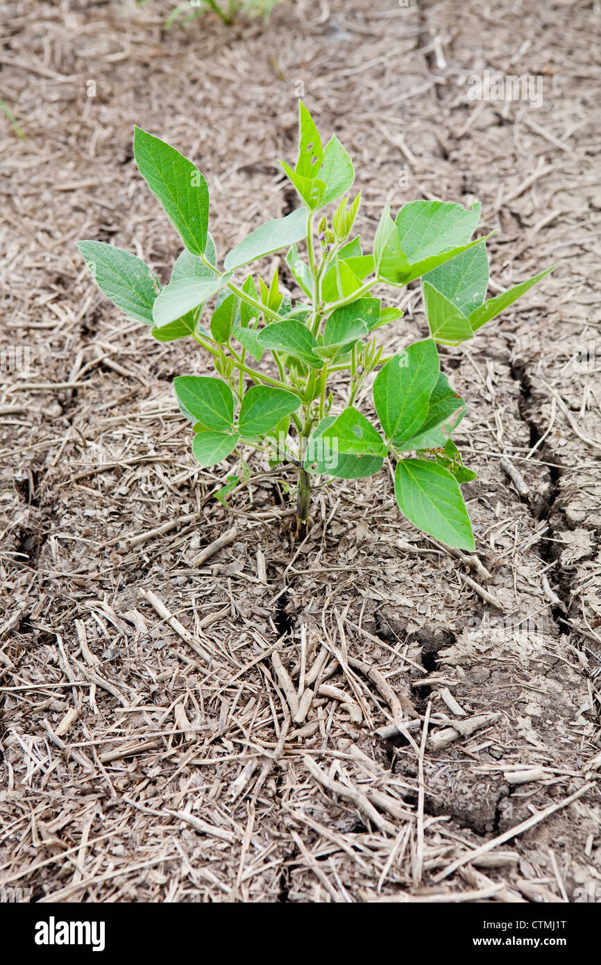 Single Soy Bean Plant In Cracked Dry Soil; Port Colborne, Ontario