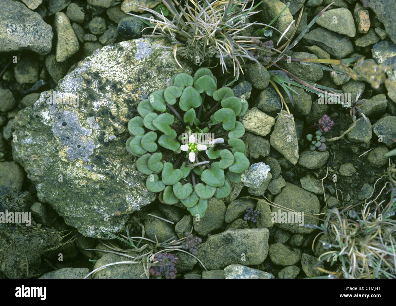 PYRENEAN SCURVYGRASS Cochlearia pyrenaica (Brassicaceae) Stock Photo