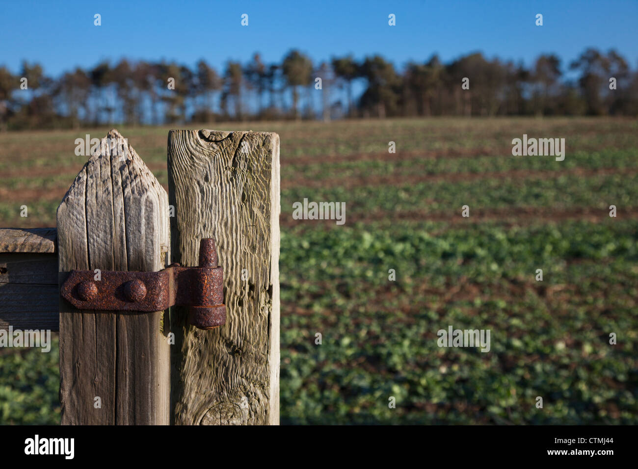 Weathered Wooden Fence Post With Rusty Hinge; Northumberland, England Stock Photo