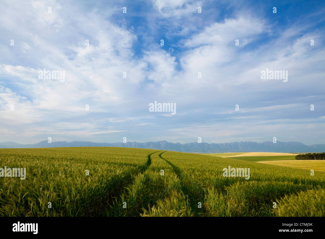 Lush green wheat field with Riviersonderend mountains on horizon, Overberg, South Africa Stock Photo